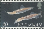 Loligo forbesi