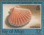 Pecten maxiumus