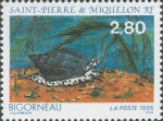 Prosobranchia sp.