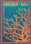 Acropora cervicornis
