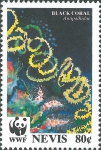Antipathidae sp.