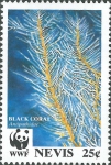 Antipathidae sp.
