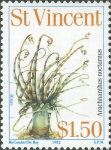 Arachnanthus nocturnus