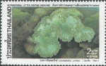 Catalaphyllia jardinei