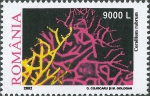 Corallium rubrum