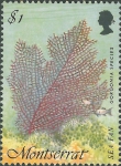 Gorgonia sp.