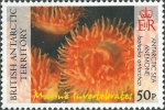 Isotealia antarctica
