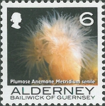 Metridium senile