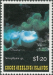 Sarcophyton sp.
