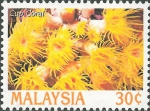 Scleractinia sp.