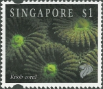 Scleractinia sp.