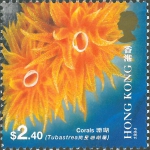 Tubastraea sp.
