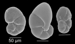 Nonionella iridea Heron-Allen & Earland, 1932 Nonionella iridea Heron-Allen & Earland, 1932