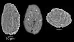 Nouria polymorphinoides Heron-Allen & Earland, 1914 Nouria polymorphinoides Heron-Allen & Earland, 1914