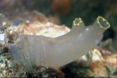 Ciona intestinalis, author: Eneman, Eddy Ciona intestinalis, author: Eneman, Eddy