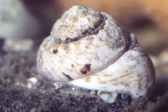 Gibbula magus