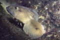 Zoarces viviparus