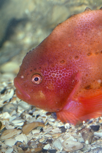 Cyclopterus lumpus - male