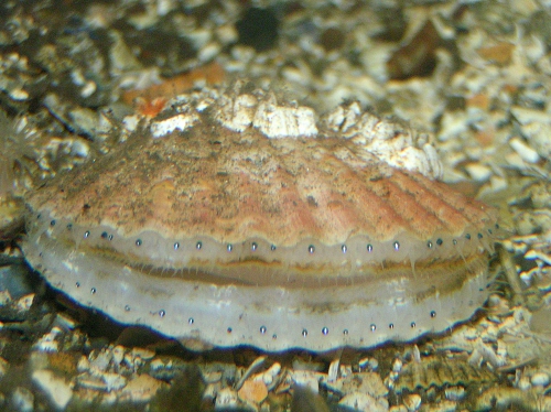 Aequipecten opercularis