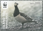 Branta leucopsis