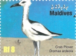 Dromas ardeola