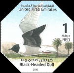 Larus minutus