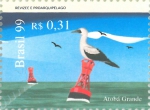 Sula dactylatra