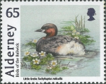 Tachybaptus ruficollis