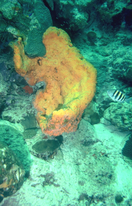 Agelas citrina on the Curaçao reef