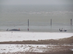 Gestrand potvis Theofiel