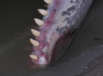 Gestrande potvis Theofiel - detail onderkaak