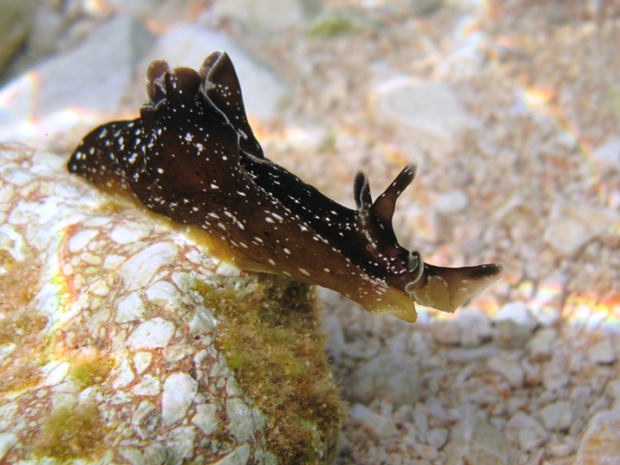 Aplysia punctata