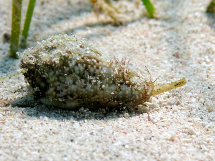 Conus ventricosus