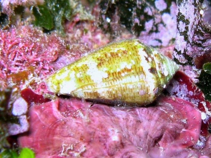 Conus ventricosus