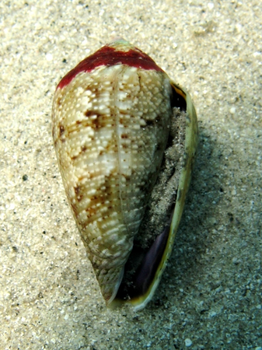 Conus ventricosus