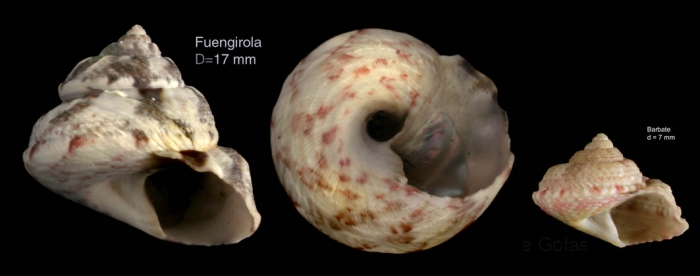 Gibbula magus (Linnaeus, 1758)  — Specimen from Fuengirola, S. Spain, actual size 17 mm / juvenile specimen from Barbate, actual size 7 mm