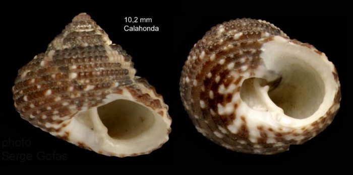 Clanculus cruciatus (Linnaeus, 1758) — specimen from Calahonda, Málaga, S. Spain (actual size 10.2 mm)