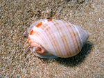 Semicassis undulata