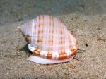 Semicassis undulata