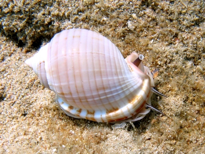 Semicassis undulata