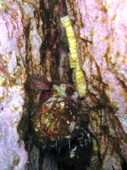 Eggs of Stramonita haemastoma