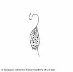Cercozoa