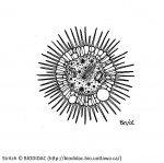 Radiozoa