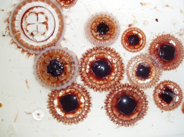 Atolla medusae from bathypelagic RMT sample