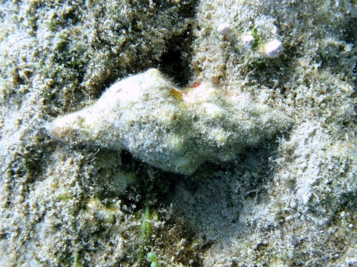 Fasciolaria lignaria