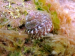 Gibbula albida