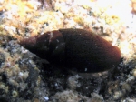 Mitra cornicula