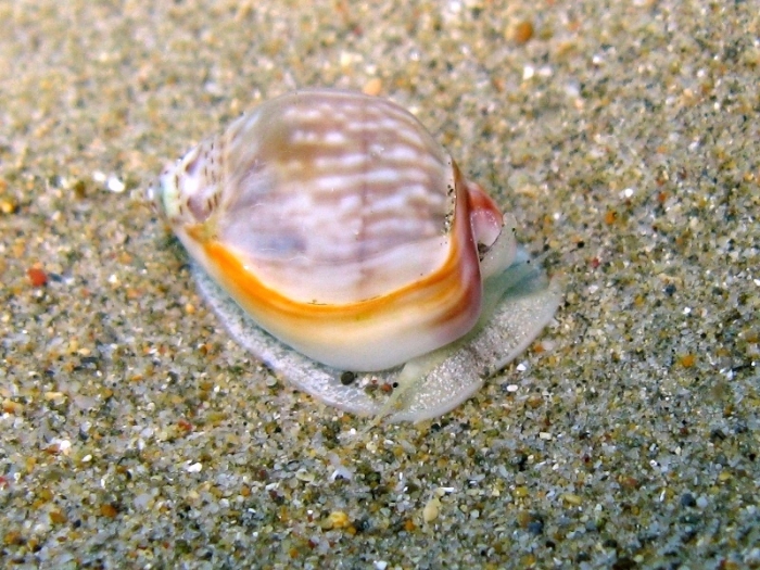 Nassarius gibbosulus