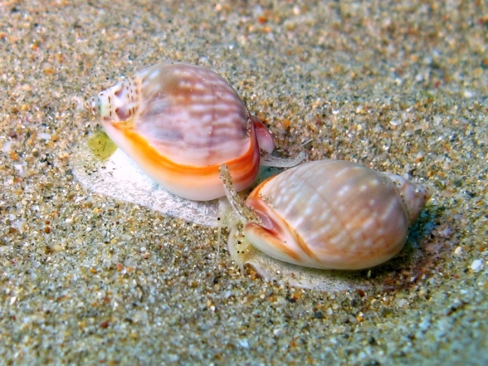 Nassarius gibbosulus