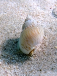 Nassarius mutabilis